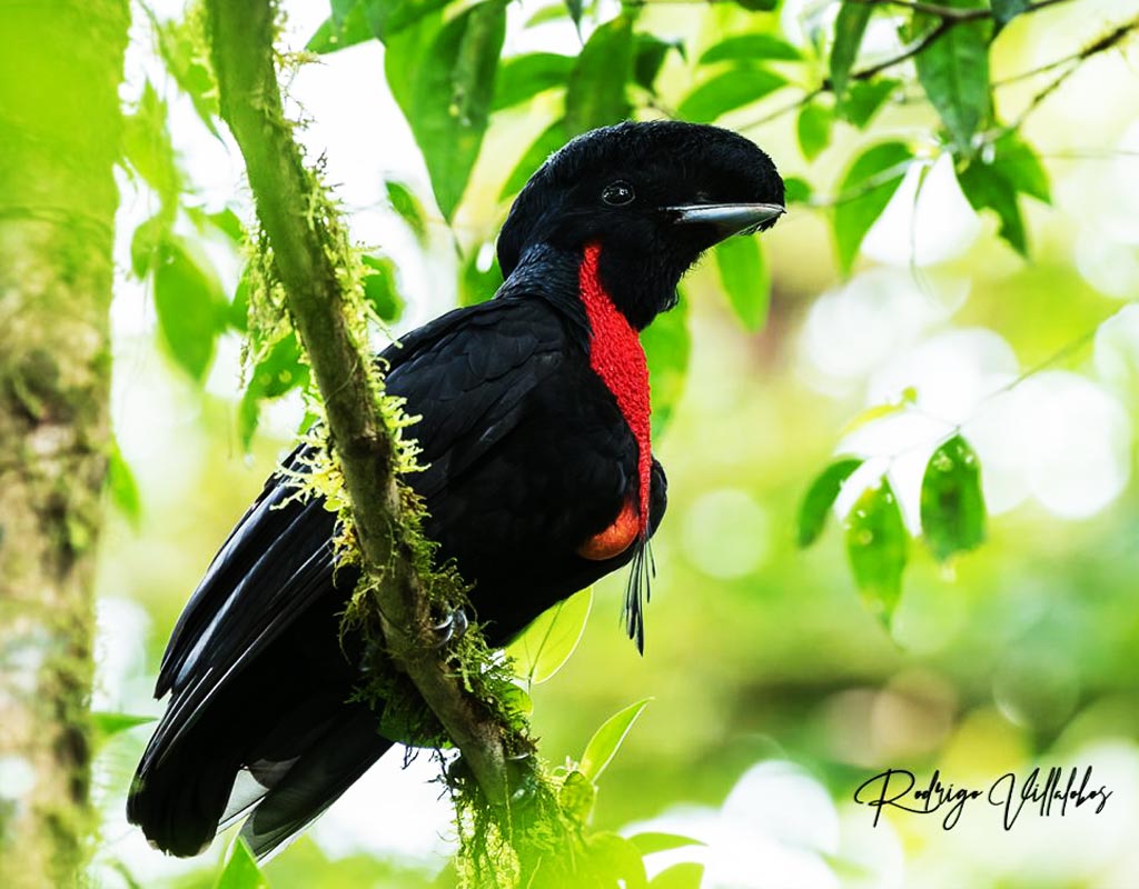 Cephalopterus glabricollis