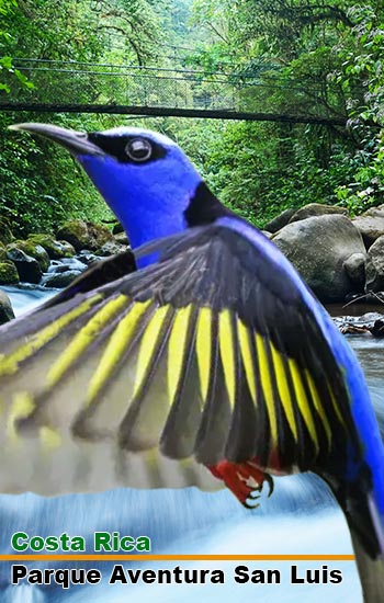bird-observatory-san-luis-costa-rica