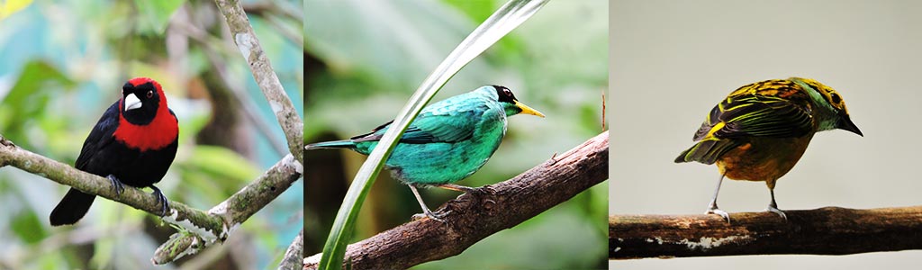 bird-observatory-slider-01