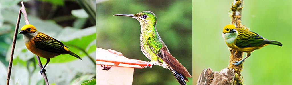 bird-observatory-slider-02