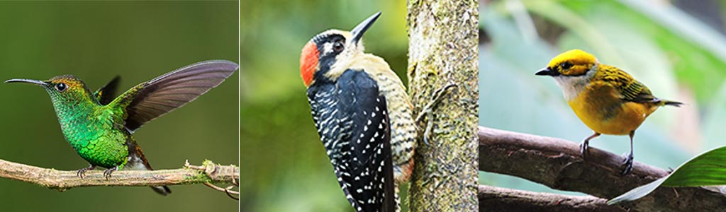 bird-observatory-slider-04